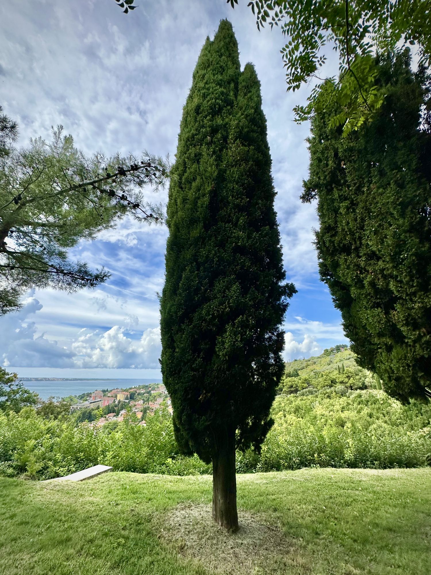 Cipresa