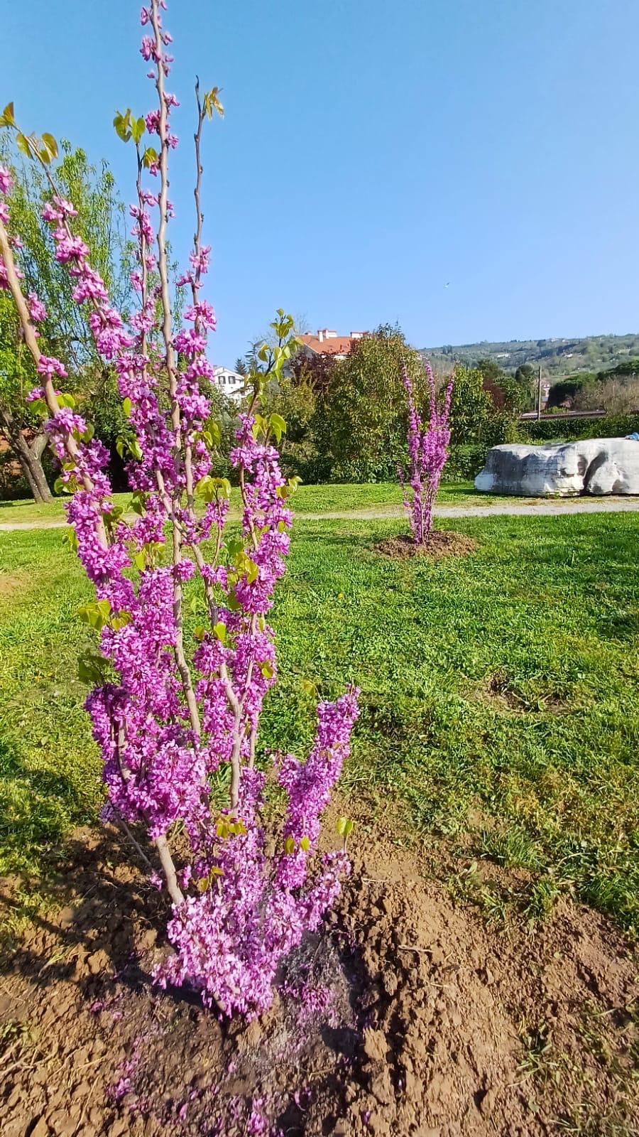 Kitajski judeževec