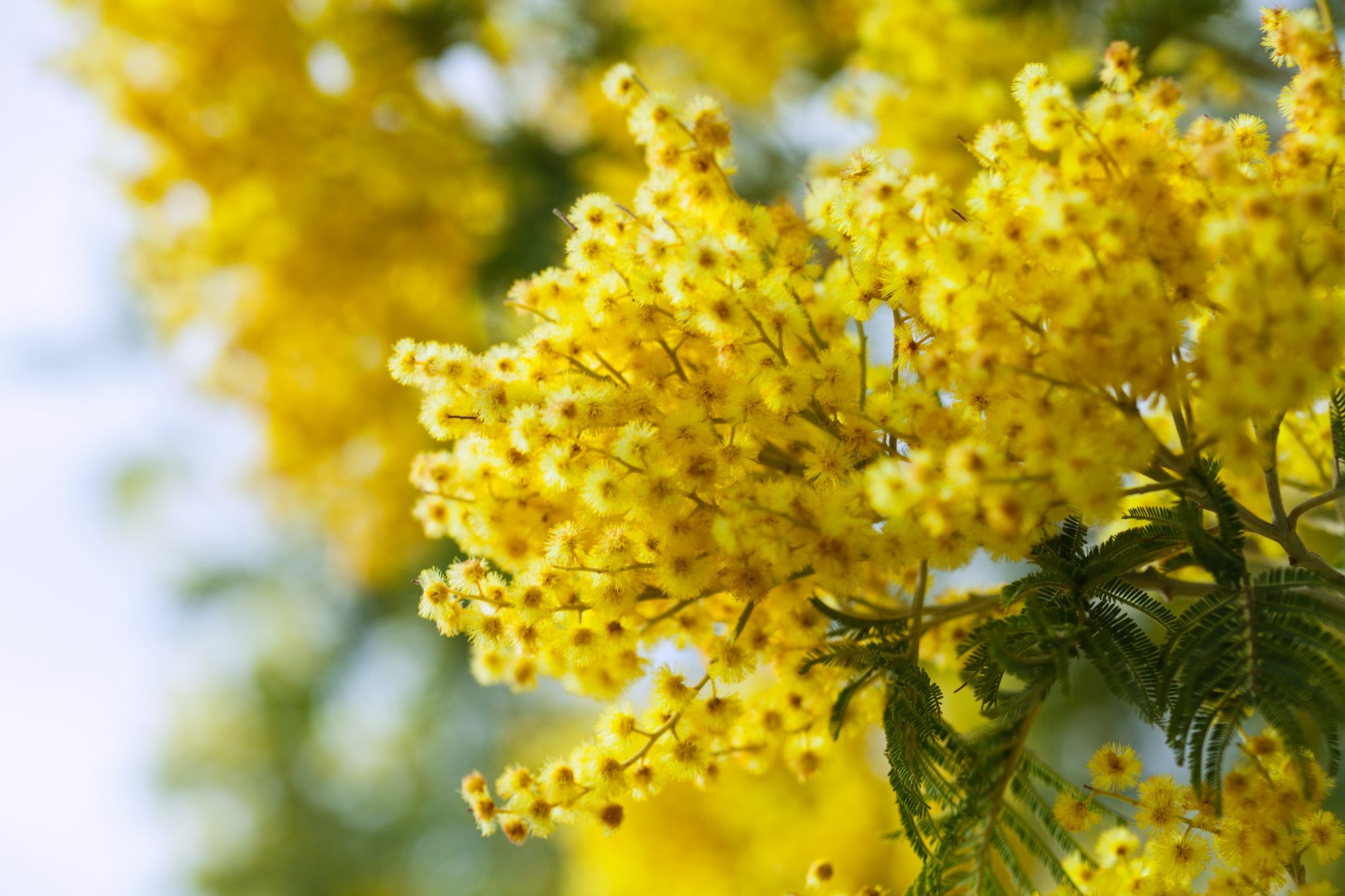 Mimoza