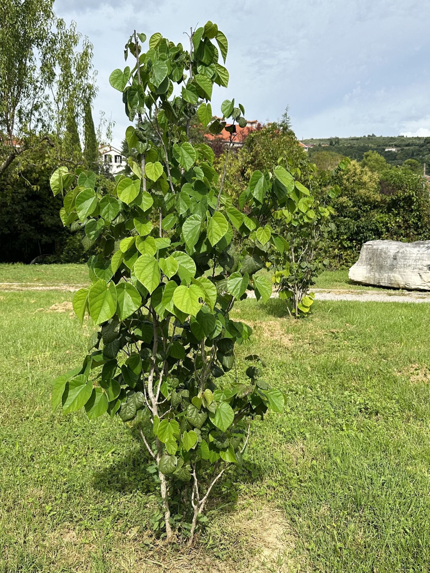 Navadni jadikovec (judeževo drevo)