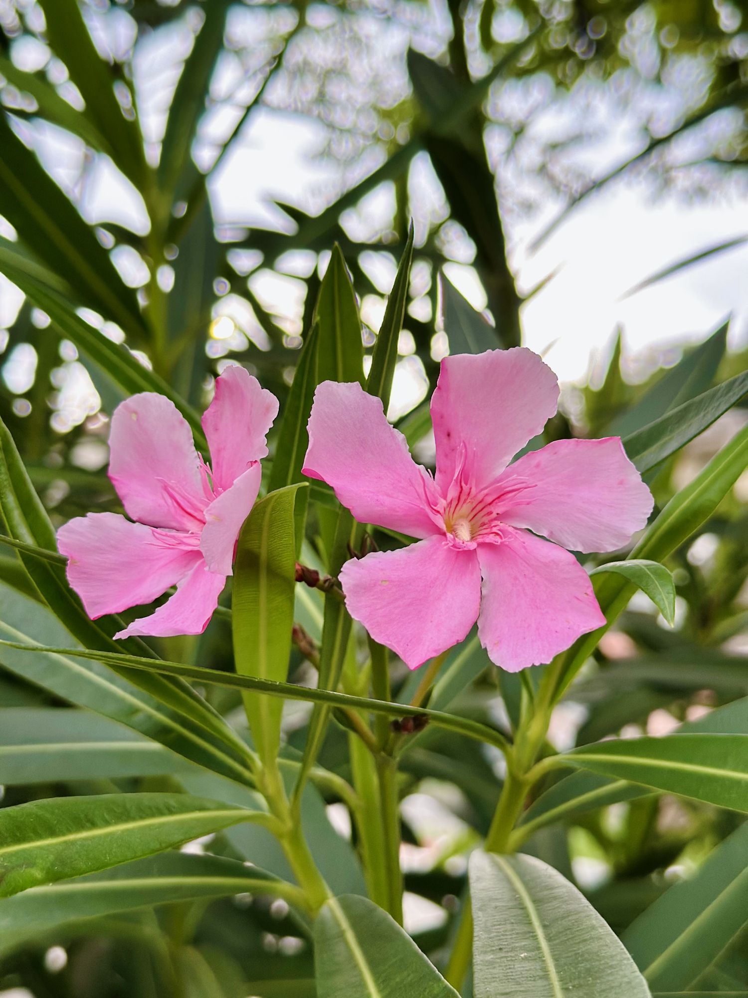 Oleander