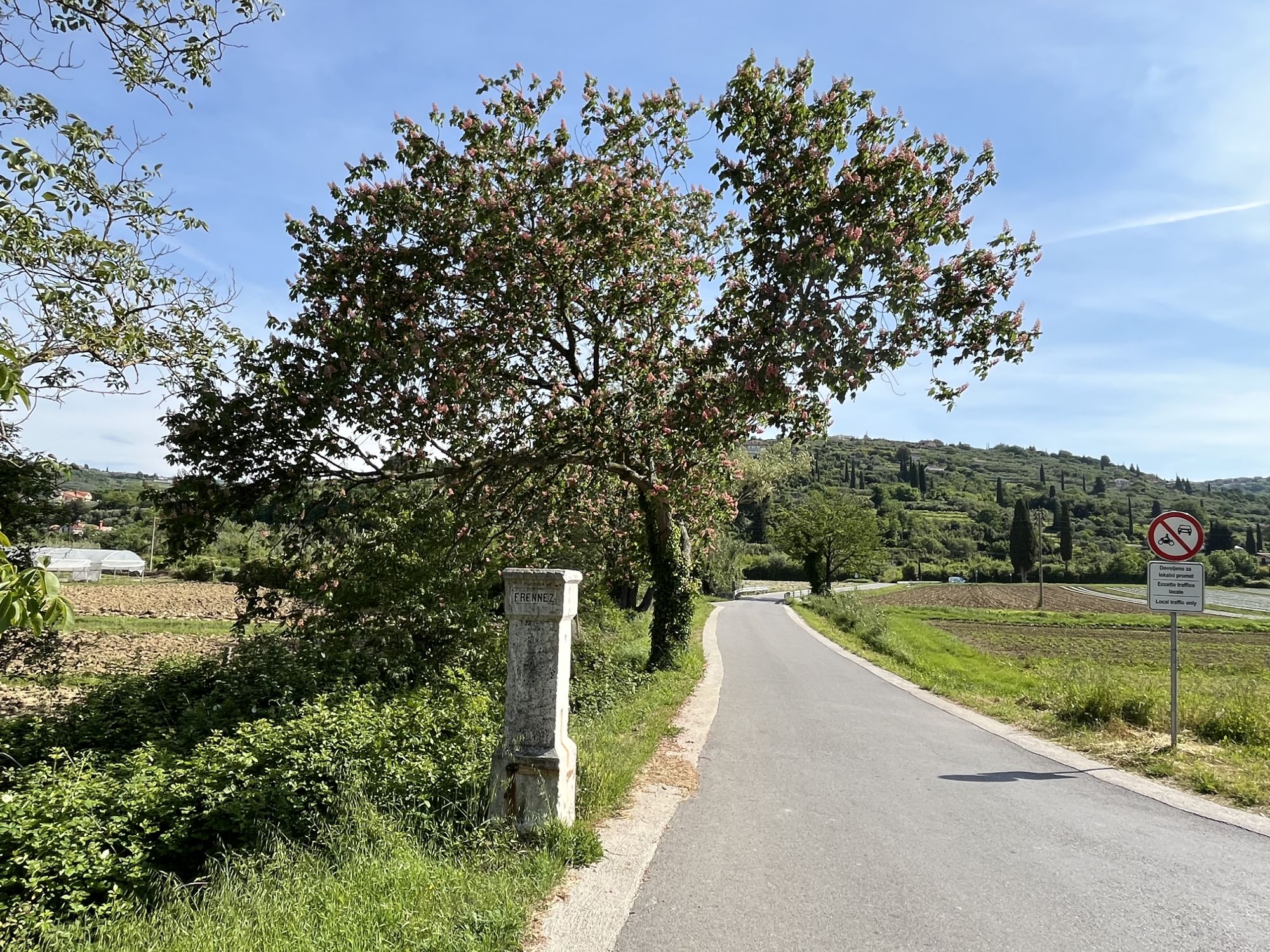 Rdeči kostanj