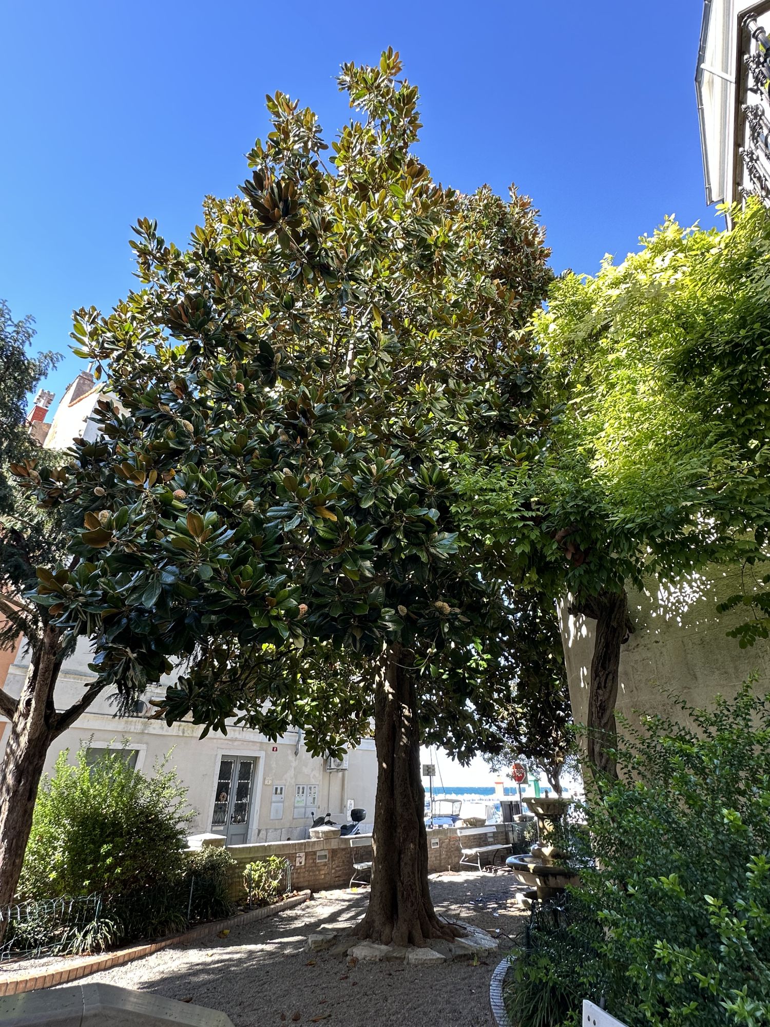 Magnolija